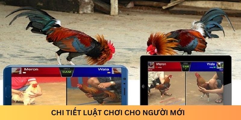 Chi tiết luật chơi cho người mới