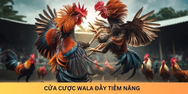 Cửa cược Wala đầy tiềm năng