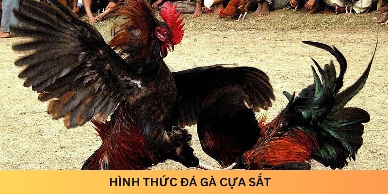 Hình thức đá gà cựa sắt