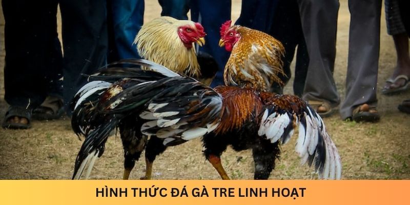 Hình thức đá gà tre linh hoạt