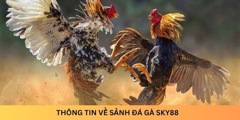 Thông tin về sảnh đá gà Sky88