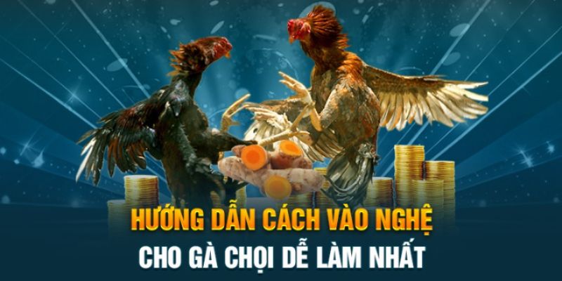 Cách vào nghệ cho gà chọi đơn giản cho sư kê