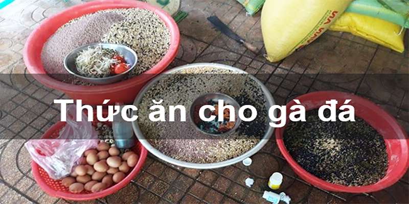 Cách nuôi gà đá chân mạnh từ giai đoạn còn nhỏ