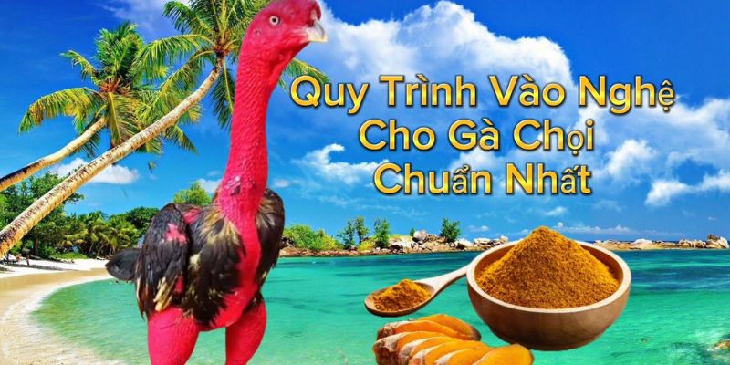 Cần lưu ý gì khi tiến hành vào nghệ cho gà chọi?