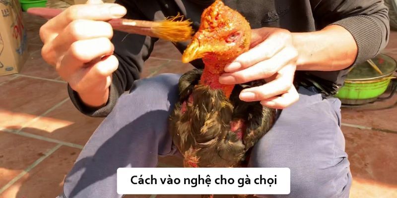 Vào nghệ cho chiến kê là gì?