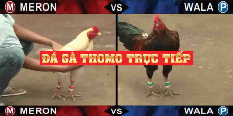 Luật chơi đá gà thomo trực tiếp cực dễ cần ghi nhớ