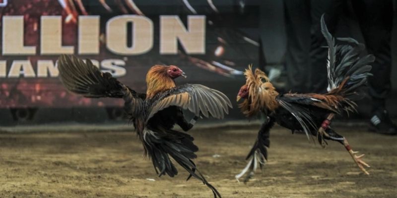 Bí kíp chọn chiến kê đã đá là thắng trong các trận đấu