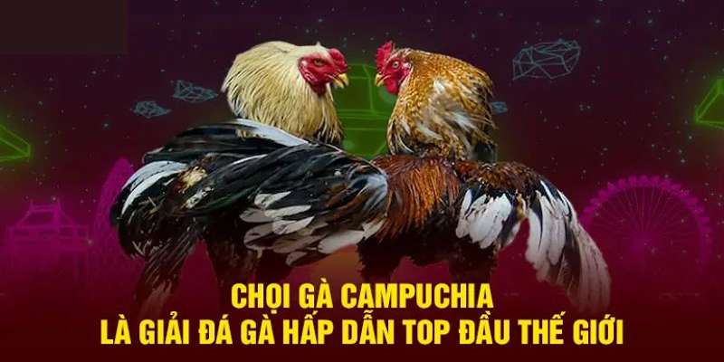 Đá gà Campuchia là gì?