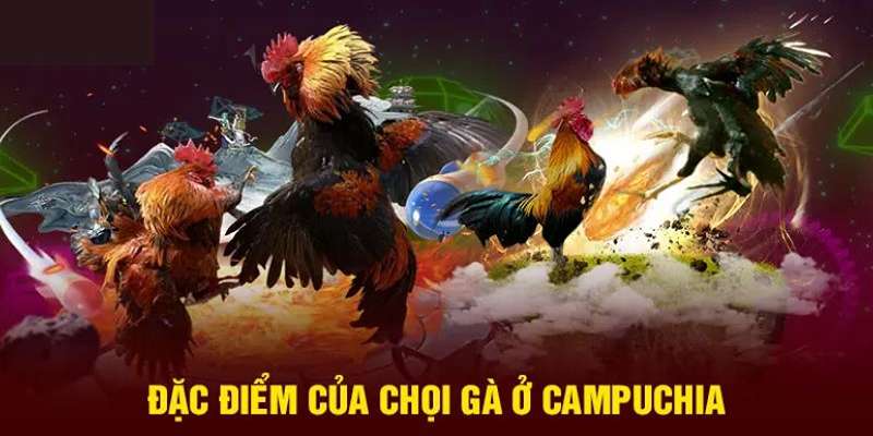 Các hình thức đá gà Campuchia được săn đón năm 2025