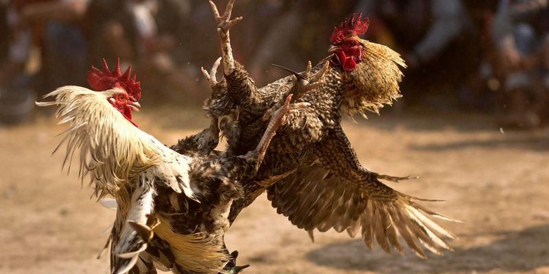 Giới thiệu đá gà trực tiếp cựa dao