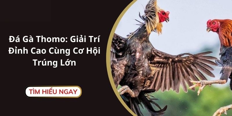 Kinh nghiệm cược đá gà trực tiếp Thomo ăn đậm tiền thưởng