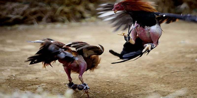 Những điểm ấn tượng khi tham gia đá gà hôm nay