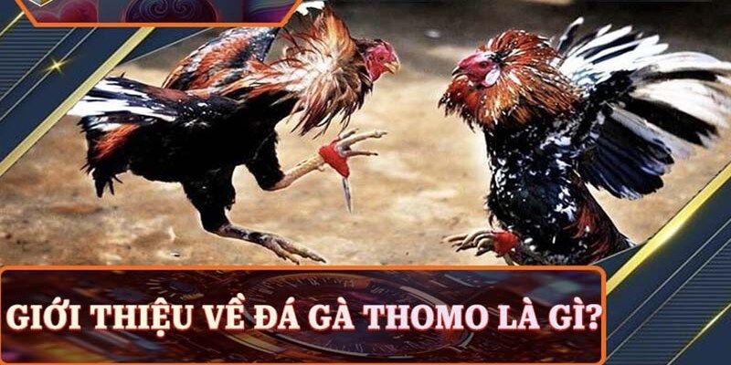 Tổng quan về đá gà trực tiếp Thomo