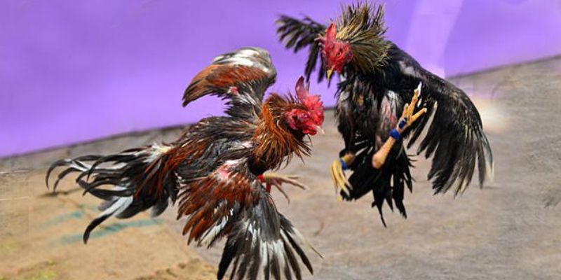 Kinh nghiệm lựa chọn gà cựa dao chất lượng