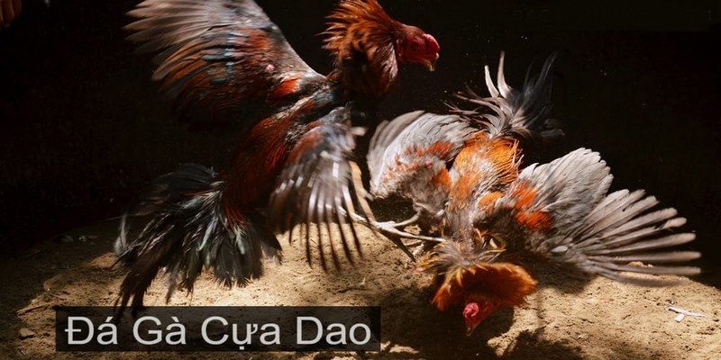 Những đặc trưng của đá gà cựa dao 