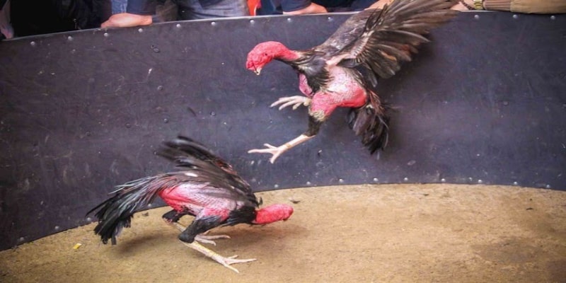 Luật chơi đá gà trực tiếp dao