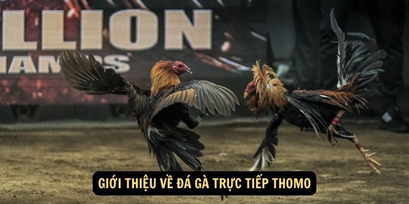 Luật đầy đủ của đá gà trực tiếp Thomo