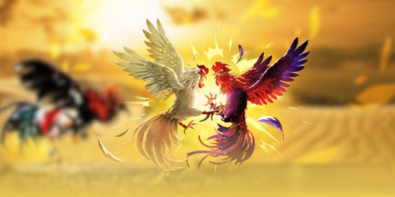 Chia sẻ kinh nghiệm cá cược đá gà trực tiếp Thomo