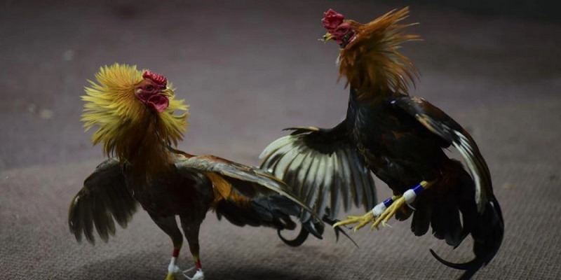 Đá gà trực tiếp ngày hôm nay đa dạng trận đấu