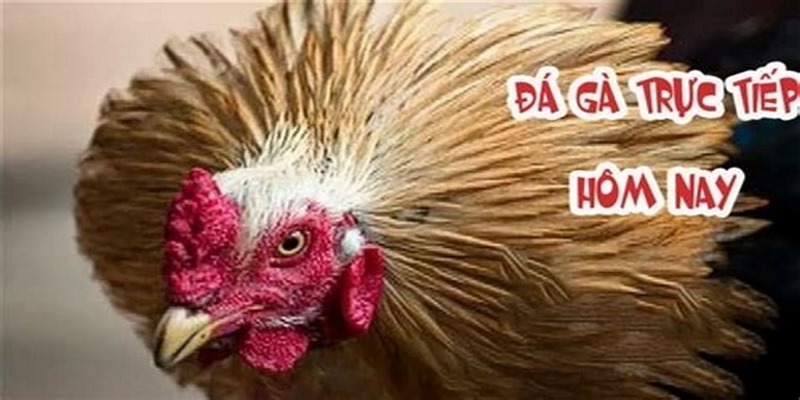 Tìm hiểu đá gà Thomo là gì?