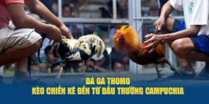 Luật Đá Gà Trực Tiếp Thomo & Bí Quyết Thắng Lớn Cho Kê Thủ