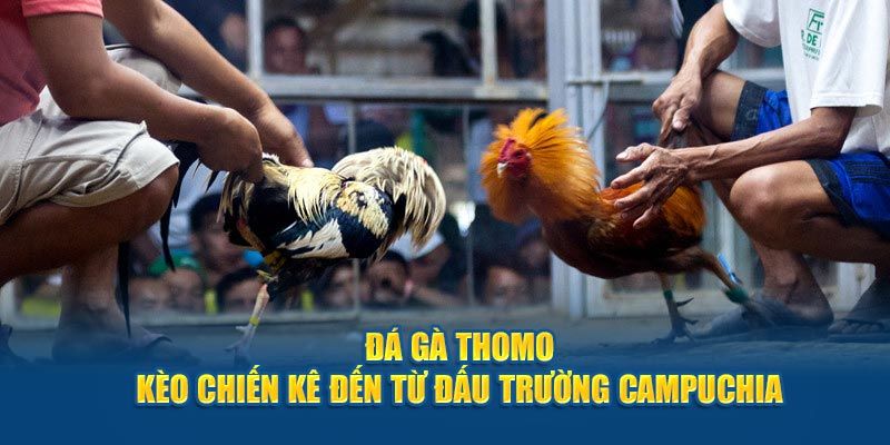 Luật Đá Gà Trực Tiếp Thomo & Bí Quyết Thắng Lớn Cho Kê Thủ
