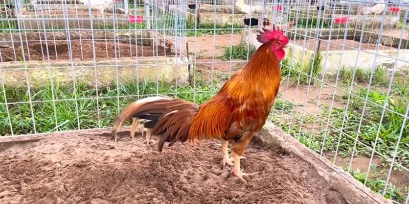 Chế độ nuôi gà đá sung mãn dựa vào dinh dưỡng