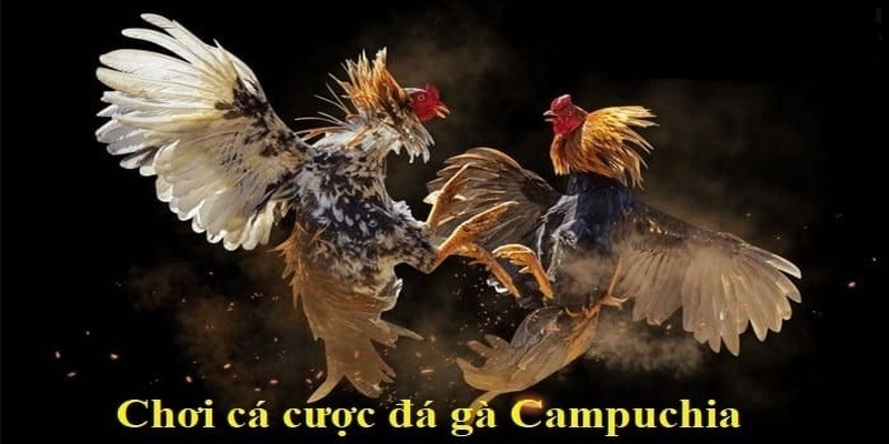 Tìm hiểu chi tiết đá gà Campuchia