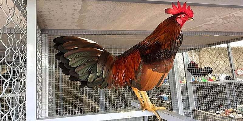 Chế độ nuôi gà đá tới pin dựa vào luyện tập