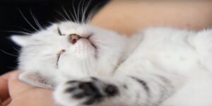 Giải Mã Giấc Mơ Thấy Mèo Với 11 Điềm Báo Lô Đề Cực Chuẩn