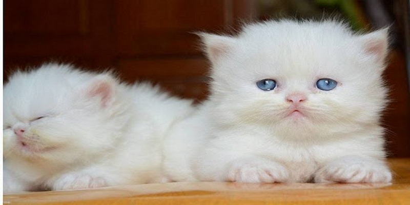 Điềm báo khi mơ thấy mèo